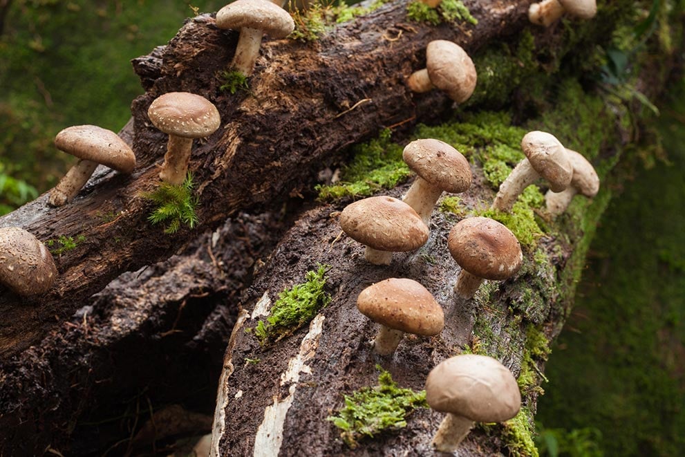 how to grow shiitake mushrooms for profit